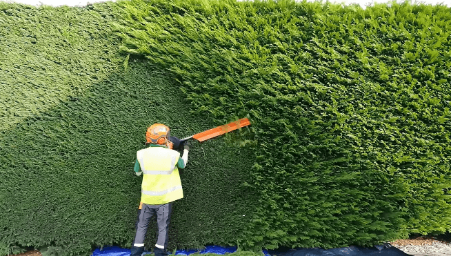 tree trimming