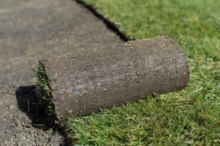 Discover the Hidden Costs of Installing Artificial Grass Today